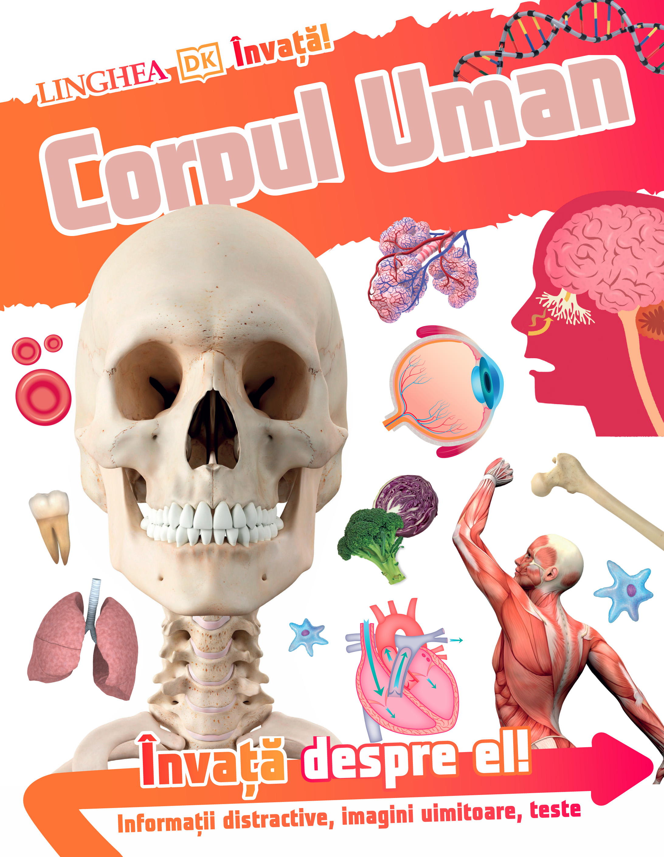 ÎNVAȚĂ! Corpul Uman